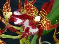 Odontoglossum Одонтоглоссум большой