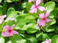 catharanthus roseus Розовый барвинок