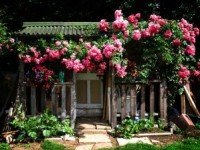 climbing roses_allotment_shed Садовая композиция с плетистыми розами