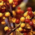 Плоды древогубца (краснопузырника)