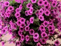 pink_petunias Розовая петуния на балконе.