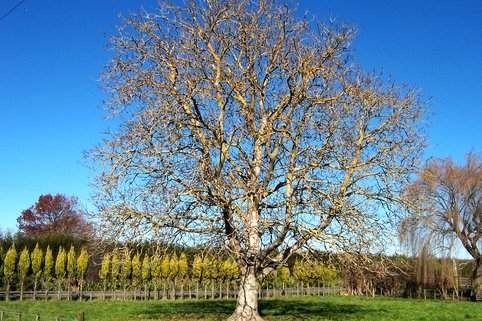 Старое ореховое дерево без обрезки