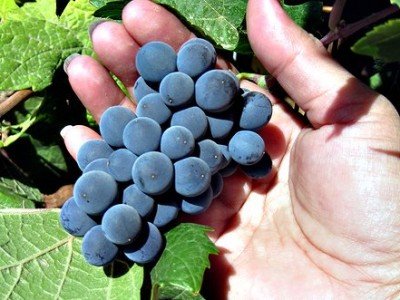 Почему виноград не плодоносит