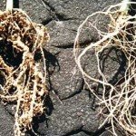 Нематоды на корнях растений