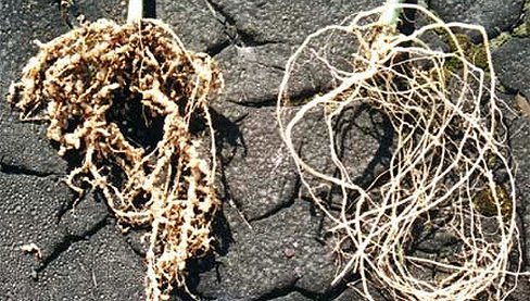 Нематоды на корнях растений