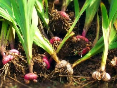 Посадка деток гладиолусов весной в грунт